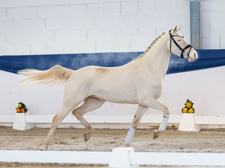 Duitse rijpony Ruin 4 Jaar 148 cm Cremello in Marsberg