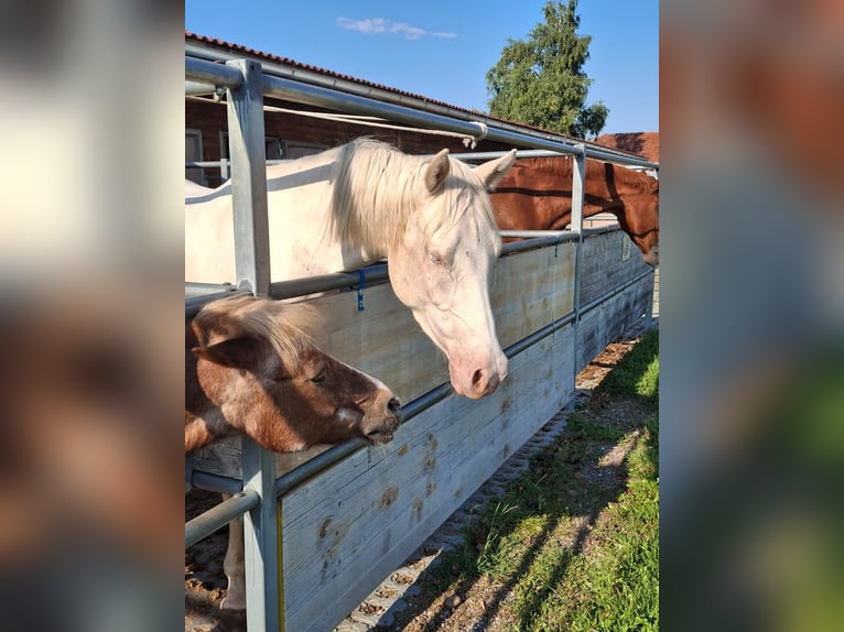 Duitse rijpony Ruin 4 Jaar 148 cm Cremello in Marchtrenk