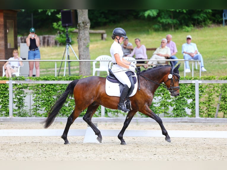 Duitse rijpony Ruin 4 Jaar 148 cm Donkerbruin in Pölzig