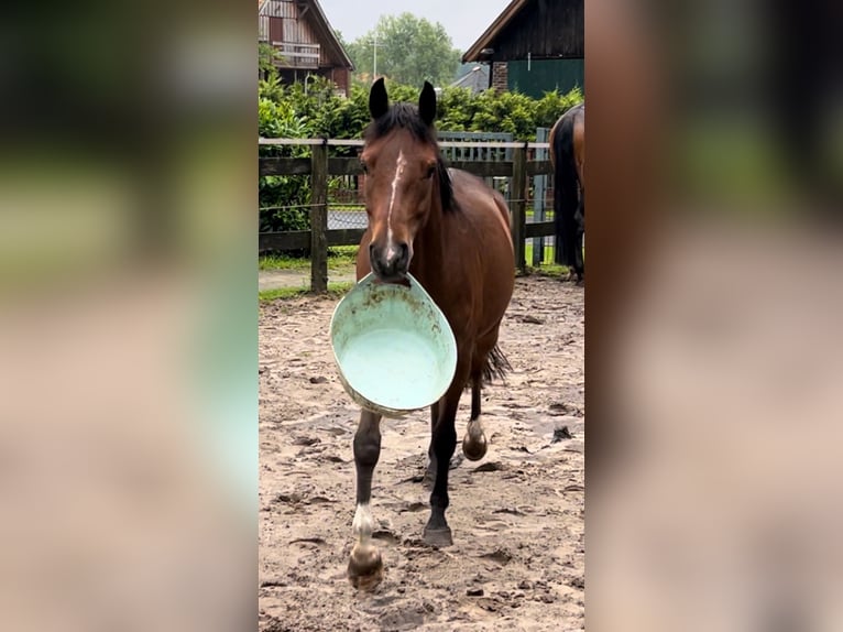 Duitse rijpony Ruin 4 Jaar 148 cm Donkerbruin in Wettringen