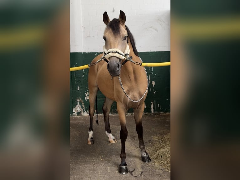 Duitse rijpony Ruin 4 Jaar 148 cm Falbe in Münster