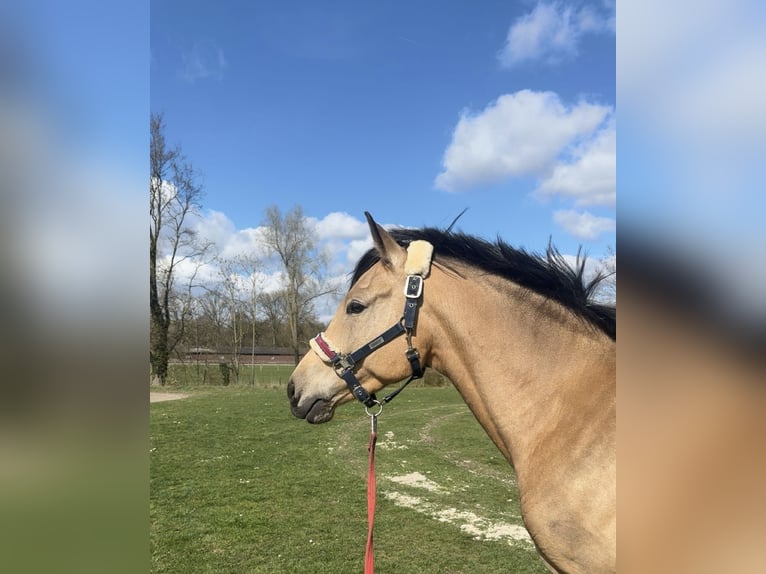 Duitse rijpony Ruin 4 Jaar 148 cm Falbe in Münster