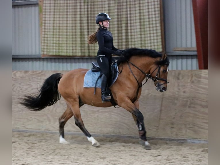Duitse rijpony Ruin 4 Jaar 148 cm Falbe in Wildeshausen