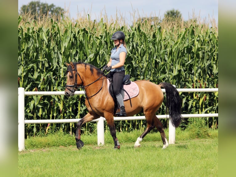 Duitse rijpony Ruin 4 Jaar 148 cm Falbe in Wildeshausen