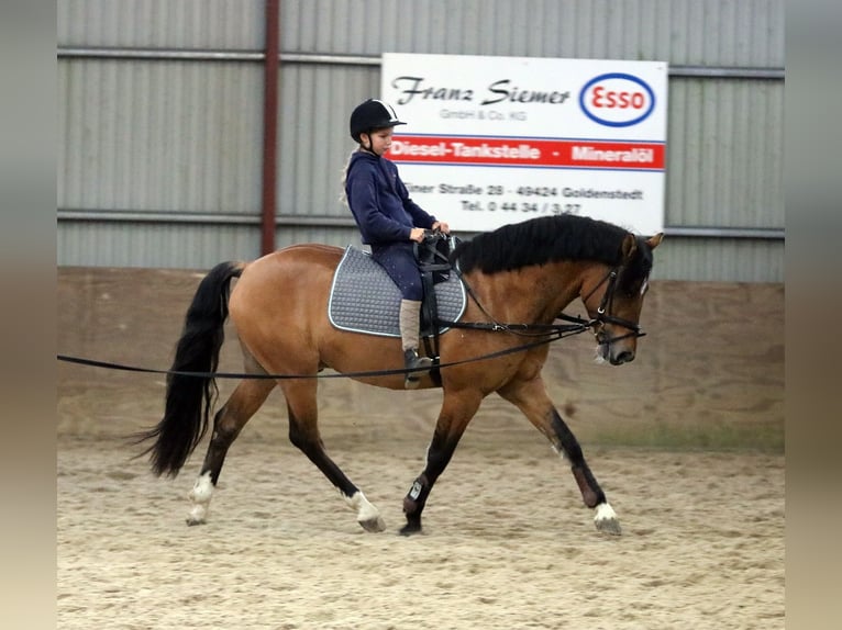 Duitse rijpony Ruin 4 Jaar 148 cm Falbe in Wildeshausen