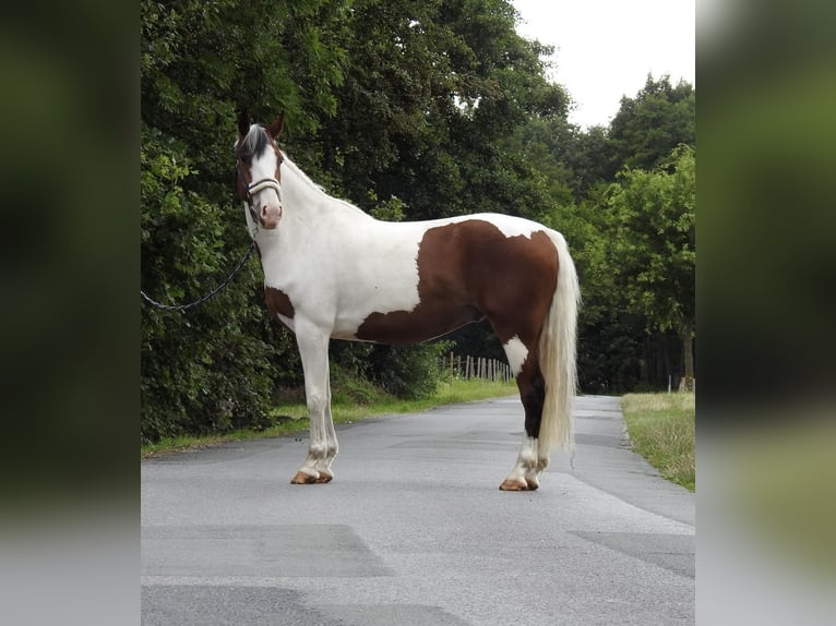 Duitse rijpony Ruin 4 Jaar 148 cm Gevlekt-paard in Verl