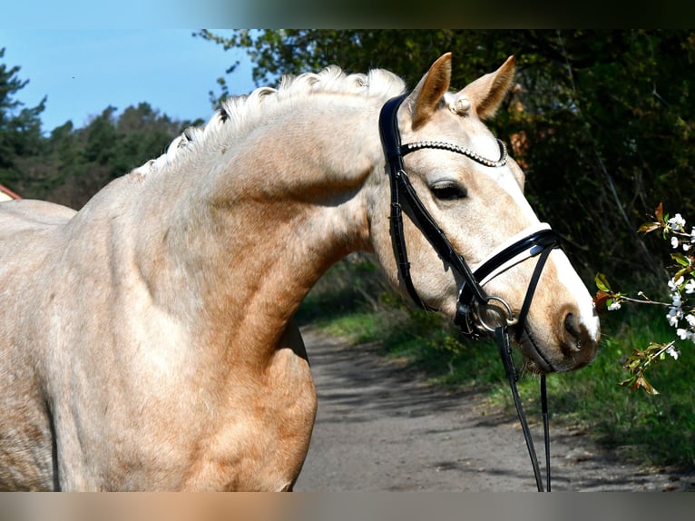 Duitse rijpony Ruin 4 Jaar 148 cm Palomino in Kamern