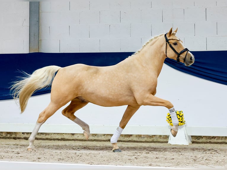 Duitse rijpony Ruin 4 Jaar 148 cm Palomino in Marsberg