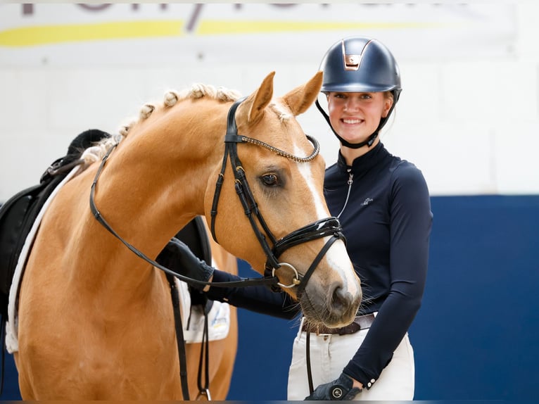 Duitse rijpony Ruin 4 Jaar 148 cm Palomino in Marsberg