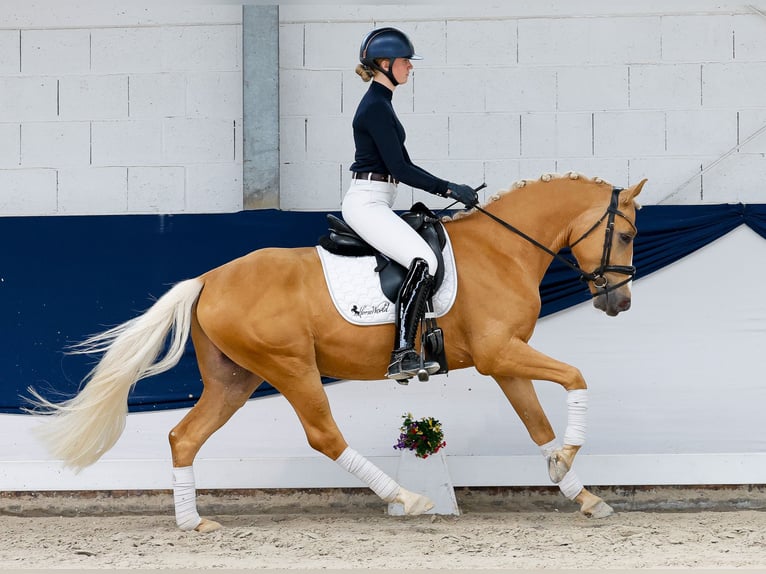 Duitse rijpony Ruin 4 Jaar 148 cm Palomino in Marsberg