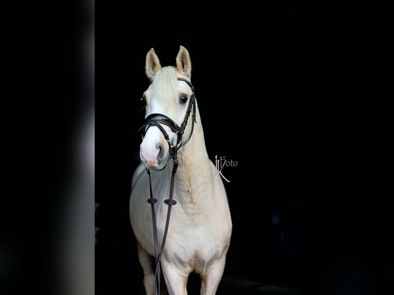 Duitse rijpony Ruin 4 Jaar 148 cm Palomino in Kempen