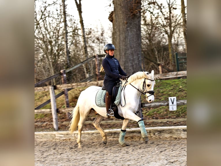 Duitse rijpony Ruin 4 Jaar 148 cm Palomino in Kempen
