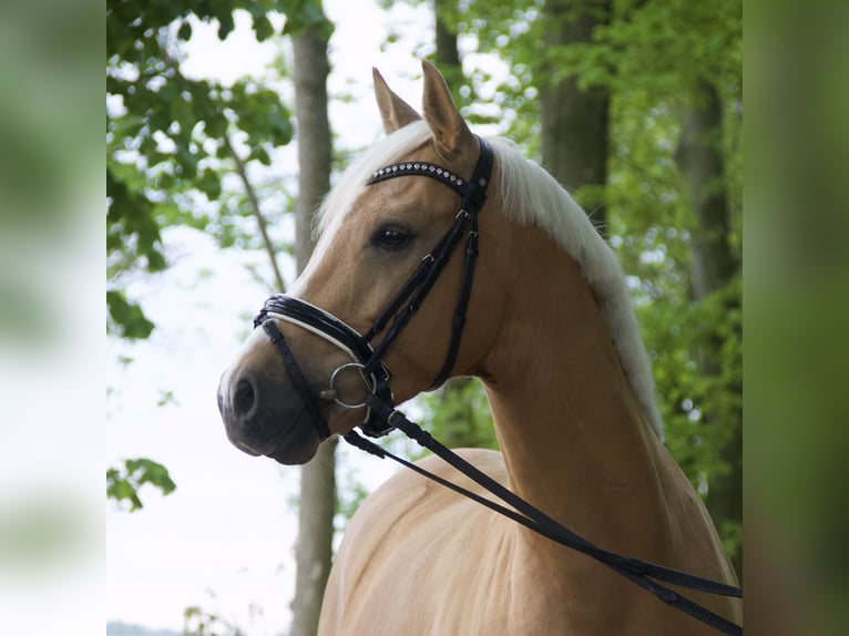 Duitse rijpony Ruin 4 Jaar 148 cm Palomino in Wangerland Hohenkirchen