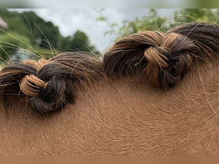 Duitse rijpony Ruin 4 Jaar 148 cm Red Dun in Drackenstein