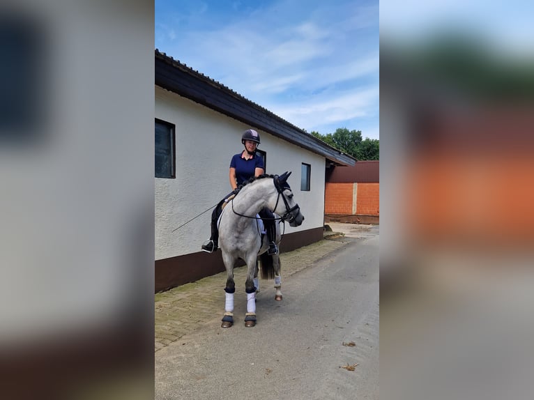 Duitse rijpony Ruin 4 Jaar 148 cm Schimmel in Bohmte