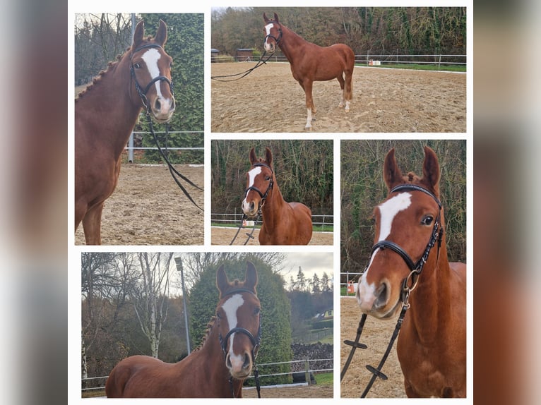 Duitse rijpony Ruin 4 Jaar 148 cm Vos in Mansfeld