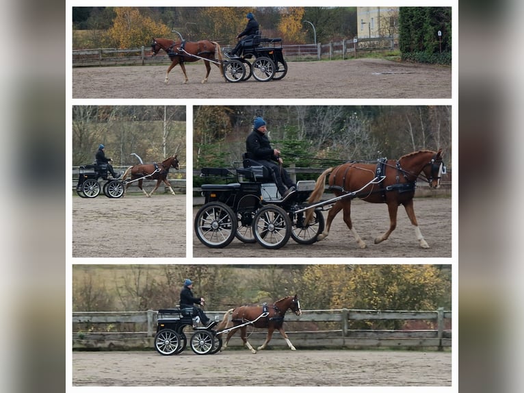 Duitse rijpony Ruin 4 Jaar 148 cm Vos in Mansfeld