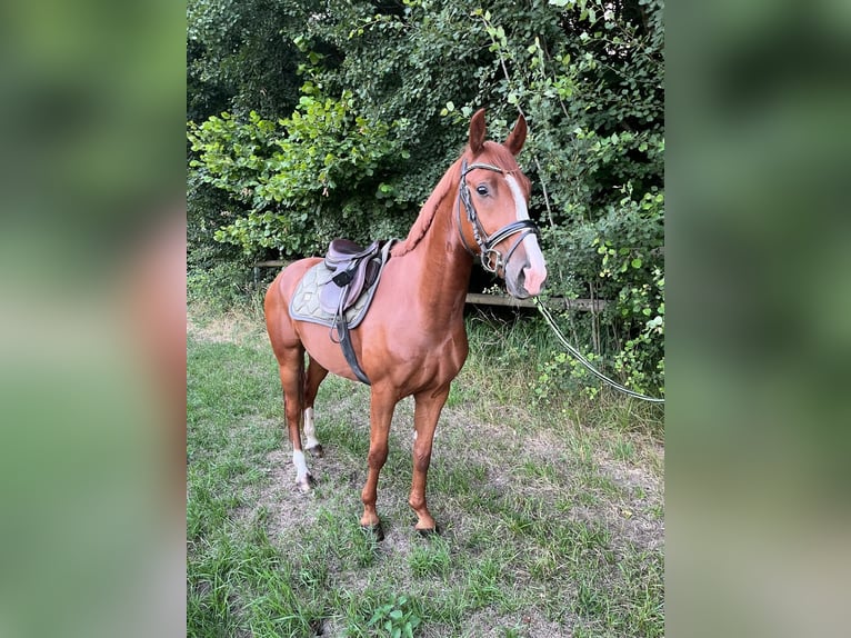 Duitse rijpony Ruin 4 Jaar 148 cm Vos in Leipzig