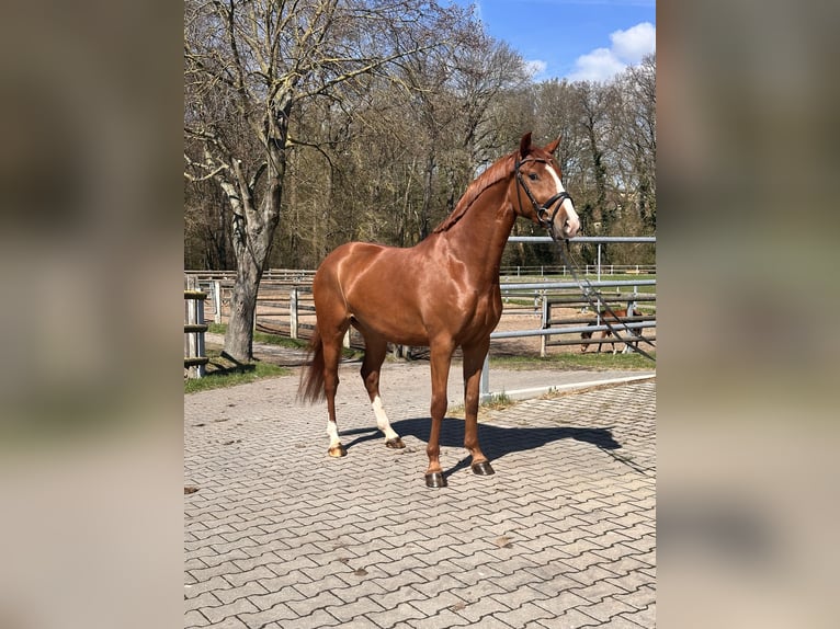 Duitse rijpony Ruin 4 Jaar 148 cm Vos in Leipzig
