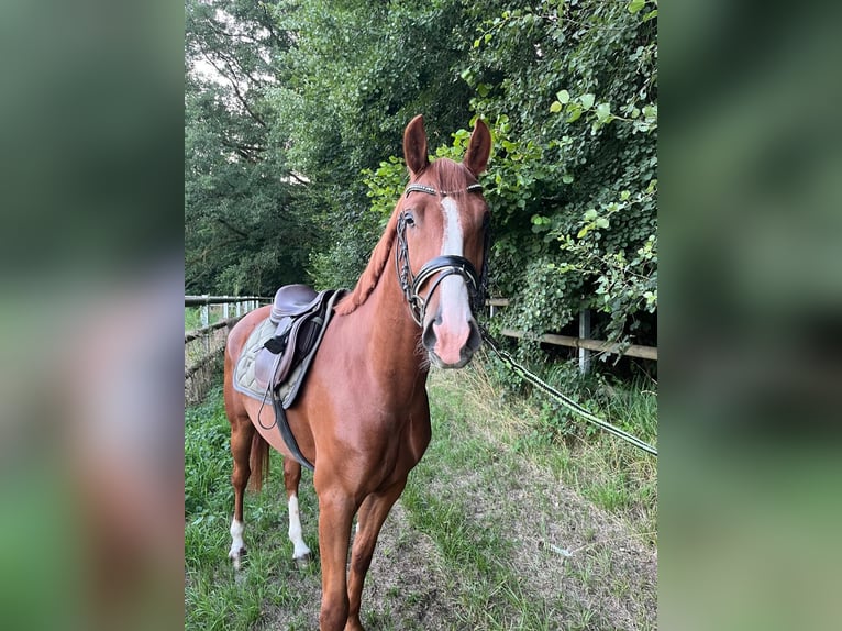 Duitse rijpony Ruin 4 Jaar 148 cm Vos in Leipzig