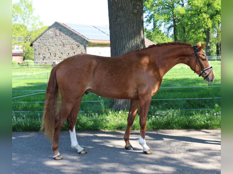 Duitse rijpony Ruin 4 Jaar 148 cm Vos in Recke, bei Osnabrück