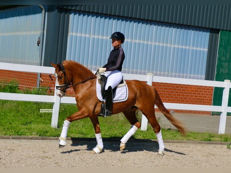 Duitse rijpony Ruin 4 Jaar 148 cm Vos in Recke, bei Osnabrück