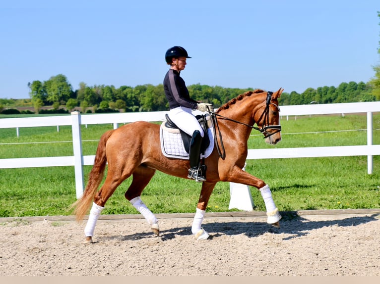 Duitse rijpony Ruin 4 Jaar 148 cm Vos in Recke, bei Osnabrück