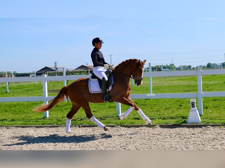 Duitse rijpony Ruin 4 Jaar 148 cm Vos in Recke, bei Osnabrück