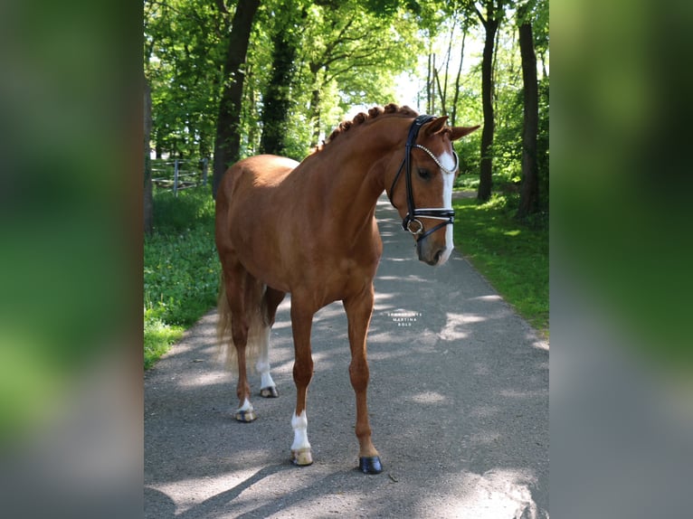 Duitse rijpony Ruin 4 Jaar 148 cm Vos in Recke, bei Osnabrück