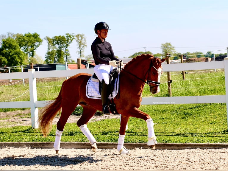 Duitse rijpony Ruin 4 Jaar 148 cm Vos in Recke, bei Osnabrück