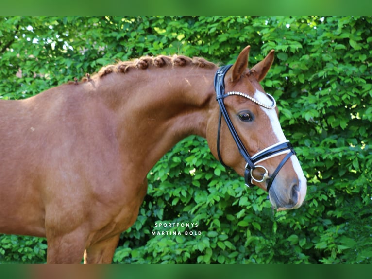 Duitse rijpony Ruin 4 Jaar 148 cm Vos in Recke, bei Osnabrück