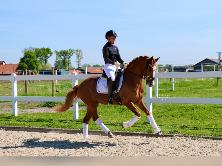 Duitse rijpony Ruin 4 Jaar 148 cm Vos in Recke, bei Osnabrück