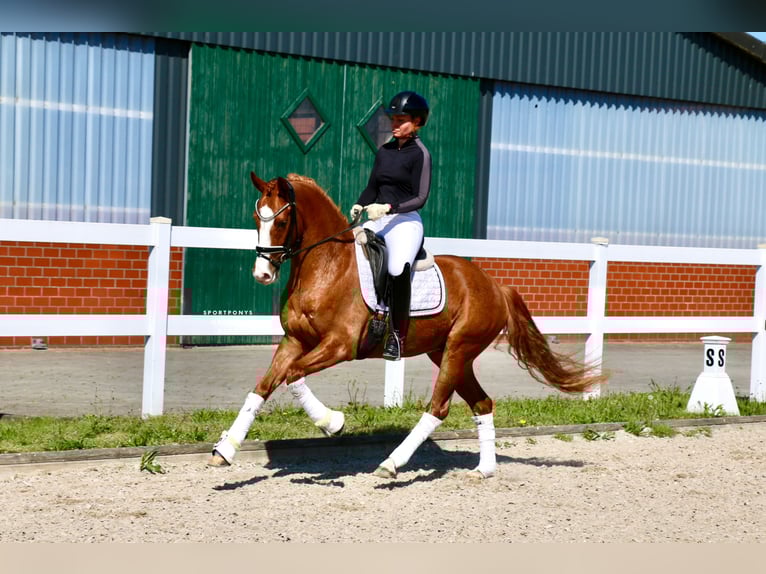 Duitse rijpony Ruin 4 Jaar 148 cm Vos in Recke, bei Osnabrück