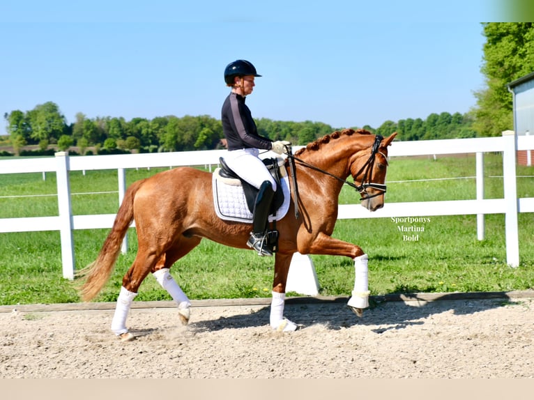 Duitse rijpony Ruin 4 Jaar 148 cm Vos in Recke, bei Osnabrück