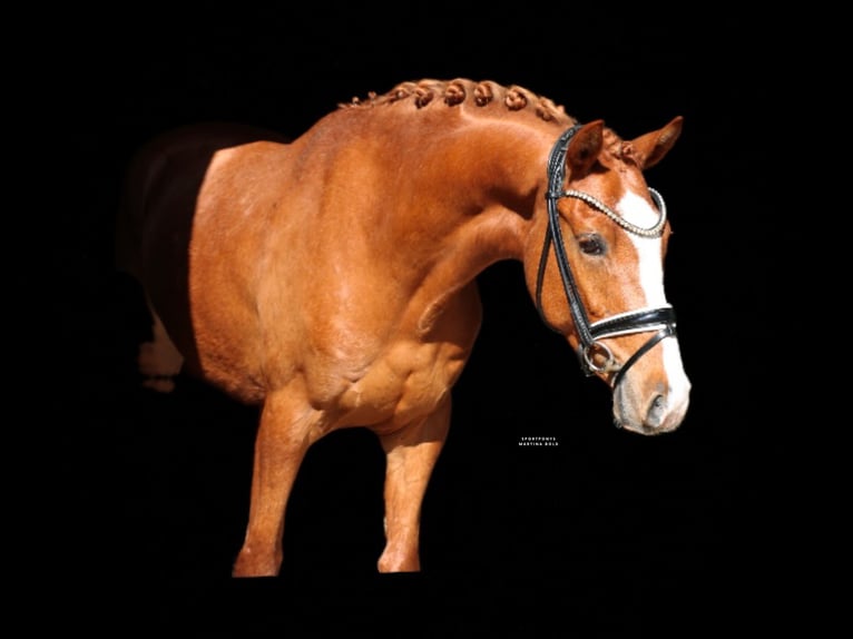Duitse rijpony Ruin 4 Jaar 148 cm Vos in Recke, bei Osnabrück