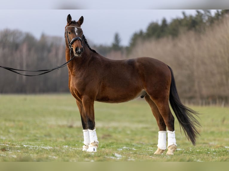 Duitse rijpony Ruin 4 Jaar 149 cm Bruin in Schlierschied