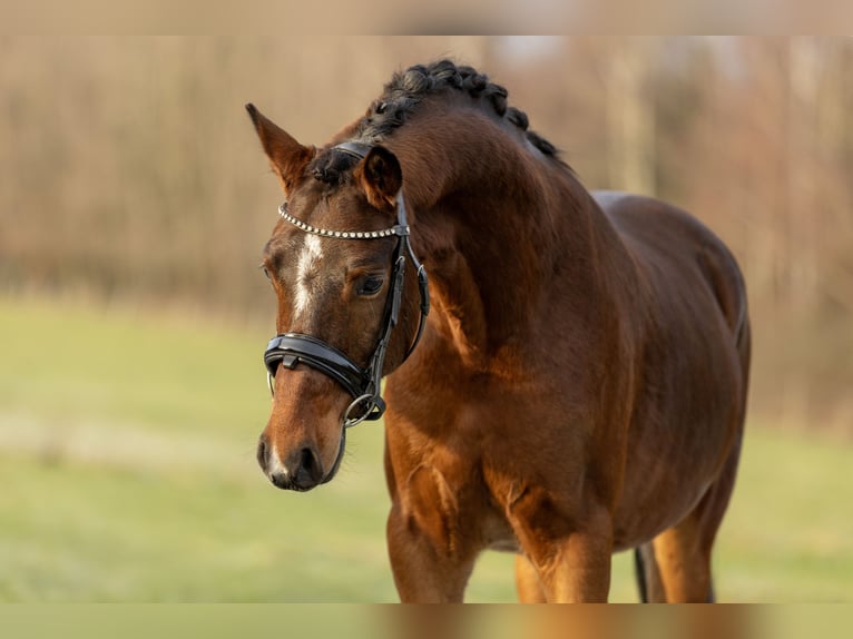 Duitse rijpony Ruin 4 Jaar 149 cm Bruin in Schlierschied