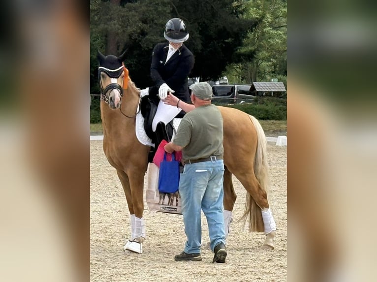 Duitse rijpony Ruin 4 Jaar 149 cm Palomino in Blieskastel