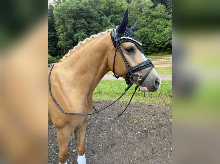 Duitse rijpony Ruin 4 Jaar 149 cm Palomino in Blieskastel