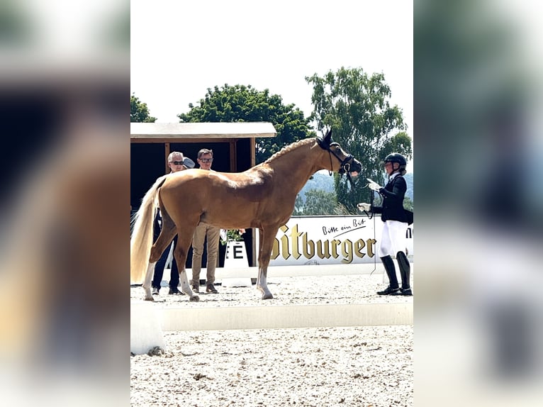Duitse rijpony Ruin 4 Jaar 149 cm Palomino in Blieskastel