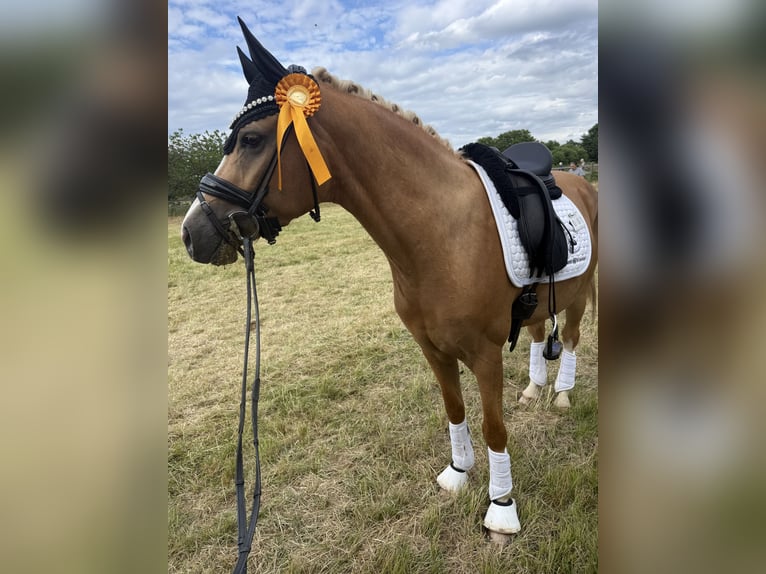 Duitse rijpony Ruin 4 Jaar 149 cm Palomino in Blieskastel