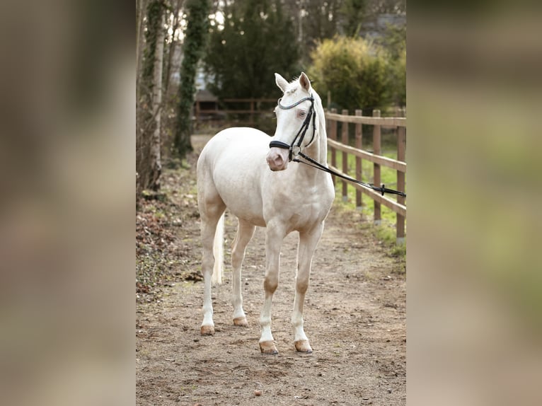Duitse rijpony Ruin 4 Jaar 149 cm Perlino in Lünen