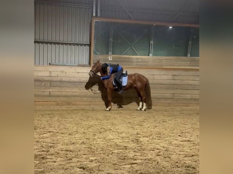 Duitse rijpony Ruin 4 Jaar 149 cm Vos in Quickborn