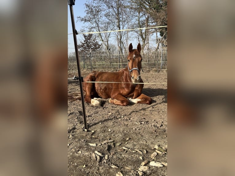 Duitse rijpony Ruin 4 Jaar 149 cm Vos in Quickborn