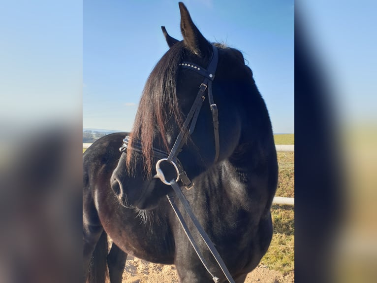 Duitse rijpony Ruin 4 Jaar 149 cm Zwart in Waidhaus