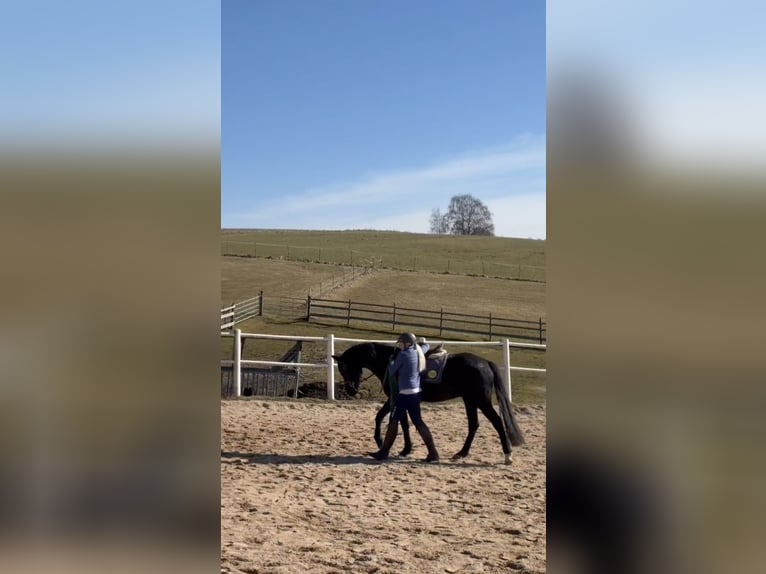 Duitse rijpony Ruin 4 Jaar 149 cm Zwart in Waidhaus