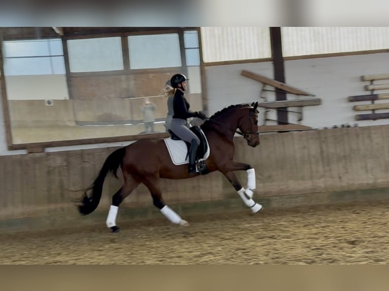 Duitse rijpony Ruin 4 Jaar 150 cm Bruin in Bielefeld