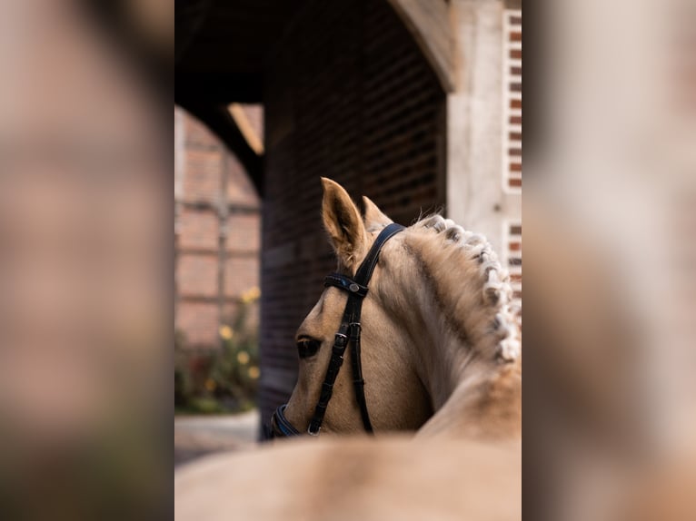 Duitse rijpony Ruin 4 Jaar 150 cm Palomino in Ascheberg