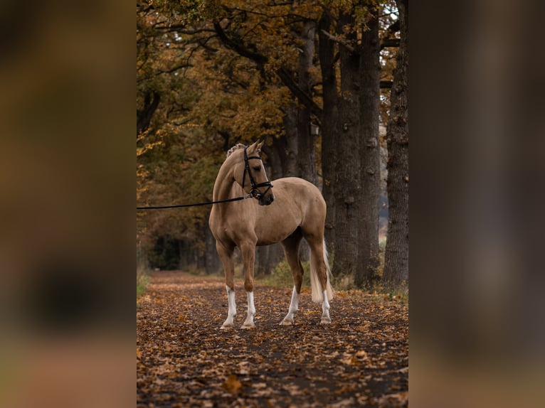 Duitse rijpony Ruin 4 Jaar 150 cm Palomino in Ascheberg