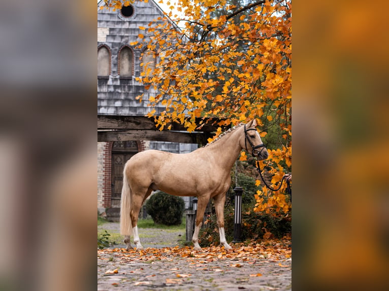 Duitse rijpony Ruin 4 Jaar 150 cm Palomino in Ascheberg